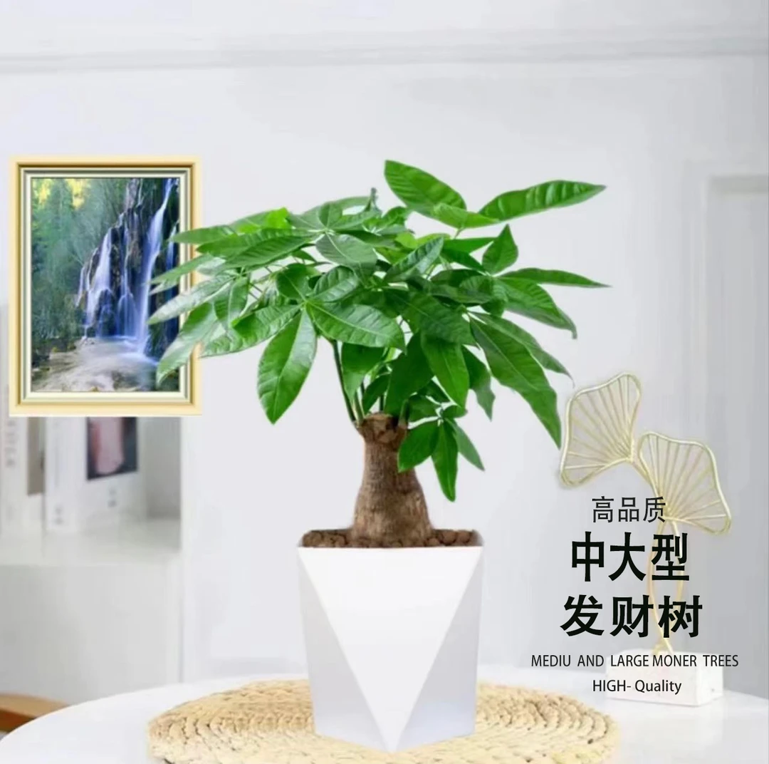 [大富大贵」发财树40-50公分五年老庄苗室内招财盆景好养活【春田】
