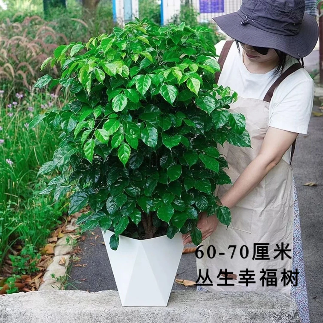 《幸福安康幸福树》60-70公分网红绿植好养型绿植