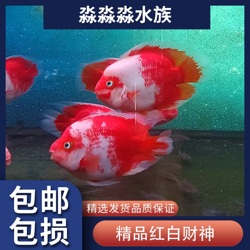 热带淡水观赏鱼雪山红白元宝鹦鹉鱼财神鱼发财鱼风水招财鱼苗活体
