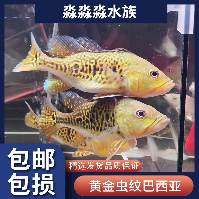 巴西亚热带淡水观赏鱼中大型黄金虫纹皇冠三间红老虎鱼苗龙配活体