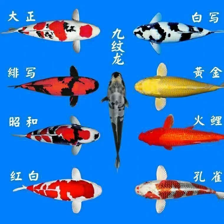 锦鲤活鱼观赏鱼淡水冷水鱼日本大正三色锦鲤鱼活体