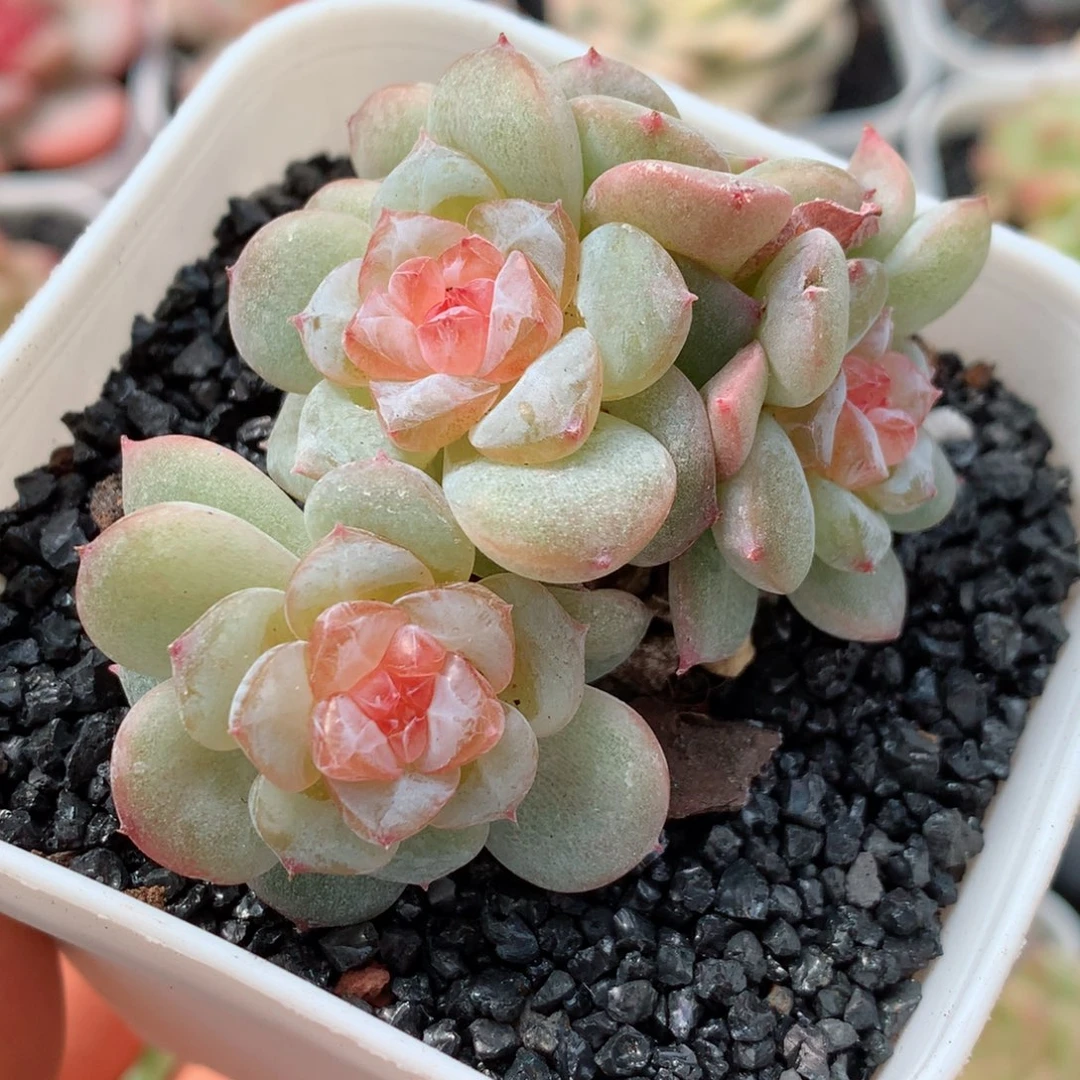 多肉植物糖心群18