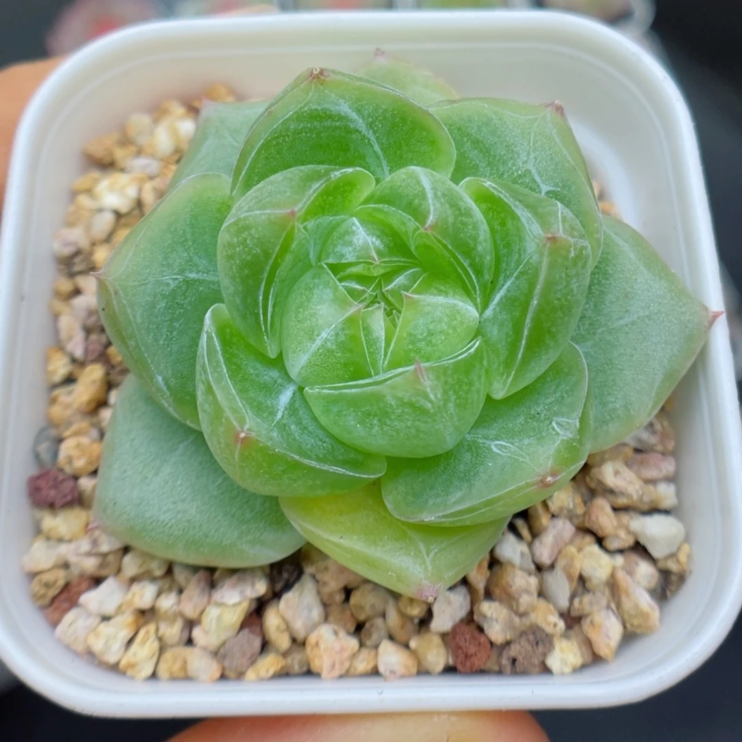 多肉植物珍妮个体35