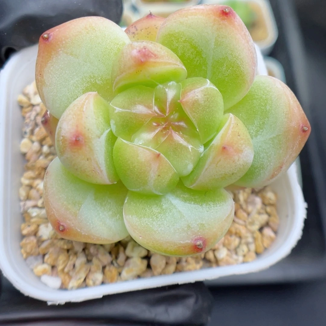 多肉植物珍妮个体5
