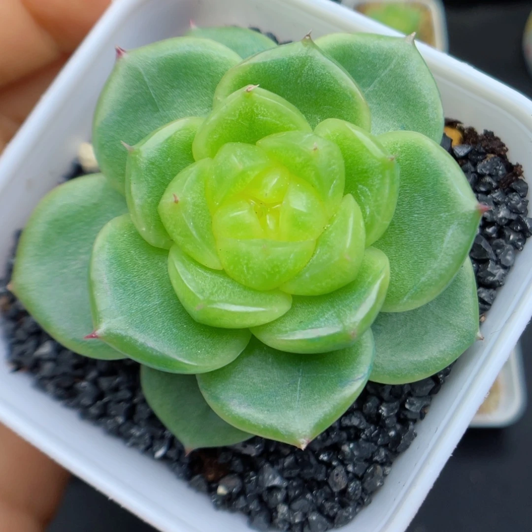 多肉植物珍妮个体3