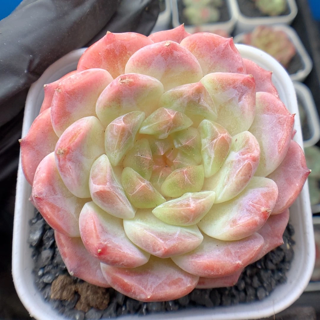 多肉植物冰魄个体27