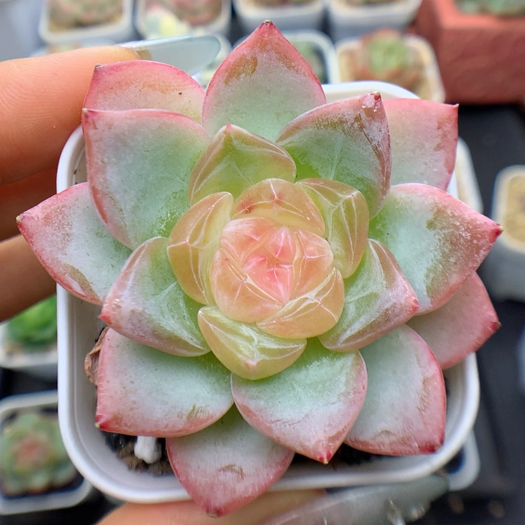 多肉植物糖心个体32