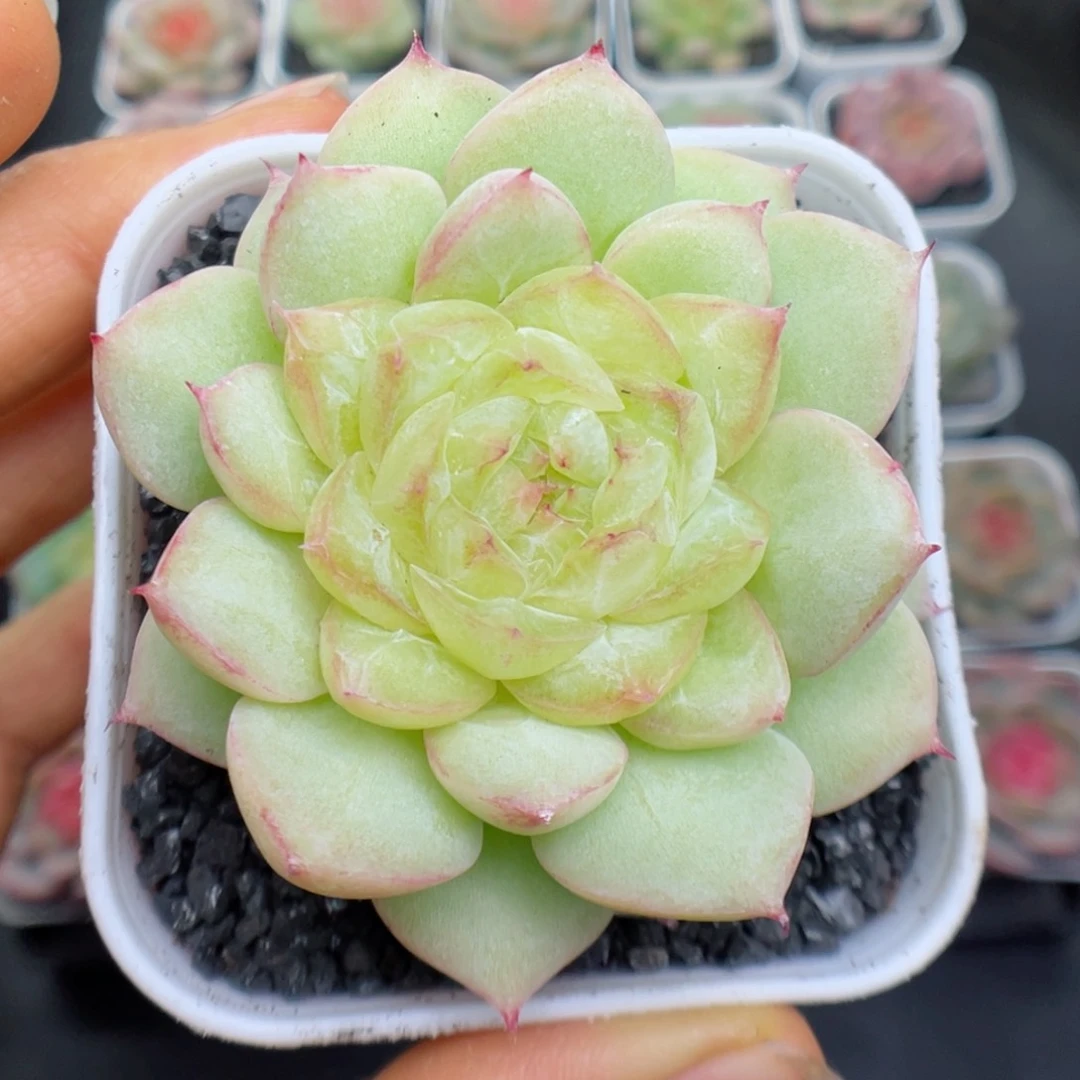 多肉植物糖心个体6