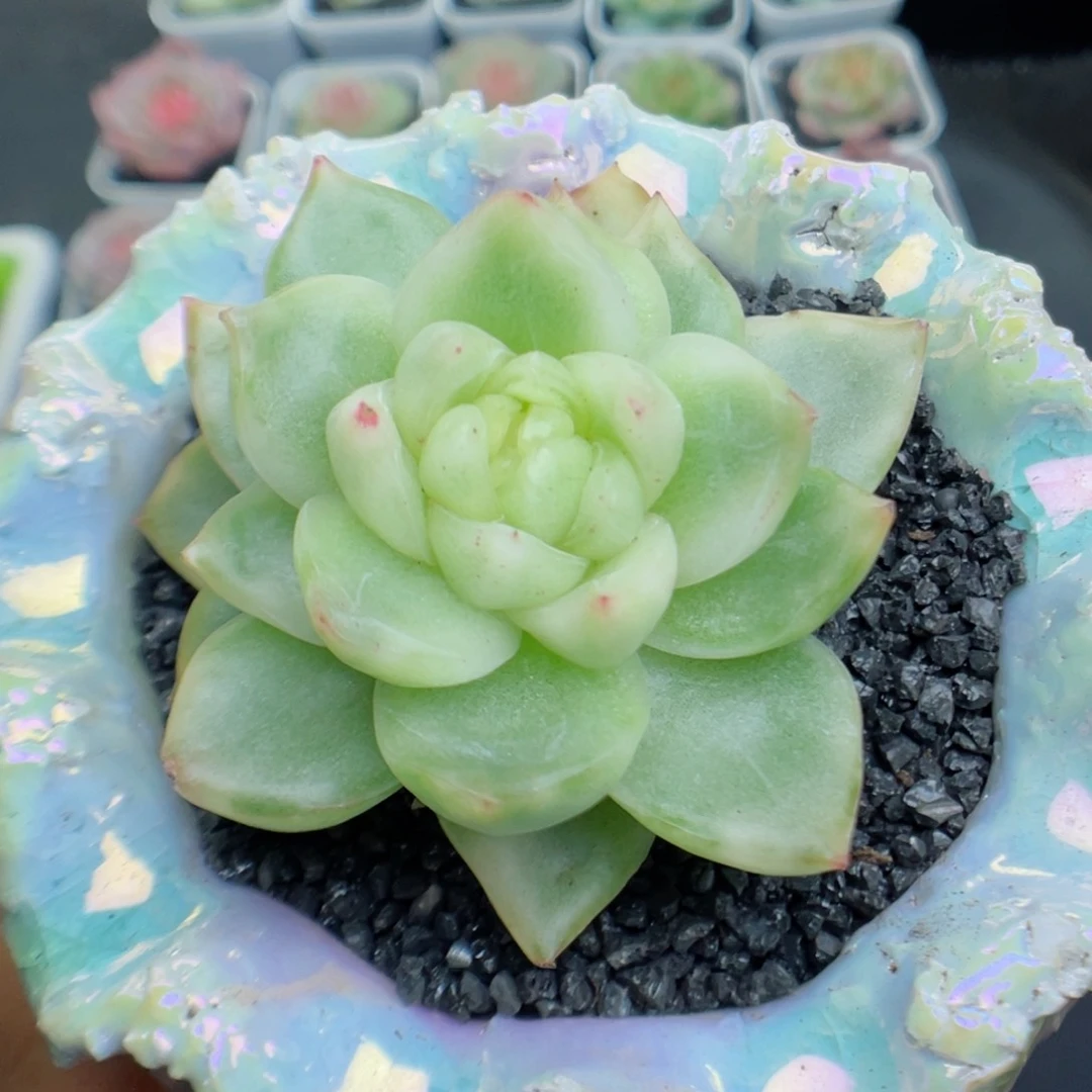 多肉植物水晶珍妮锦40