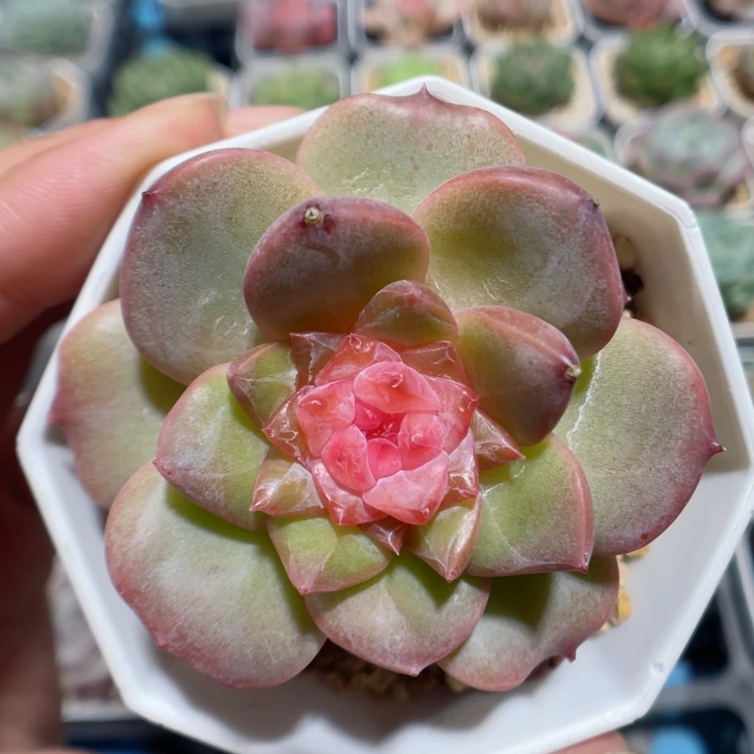 多肉植物糖心单头45