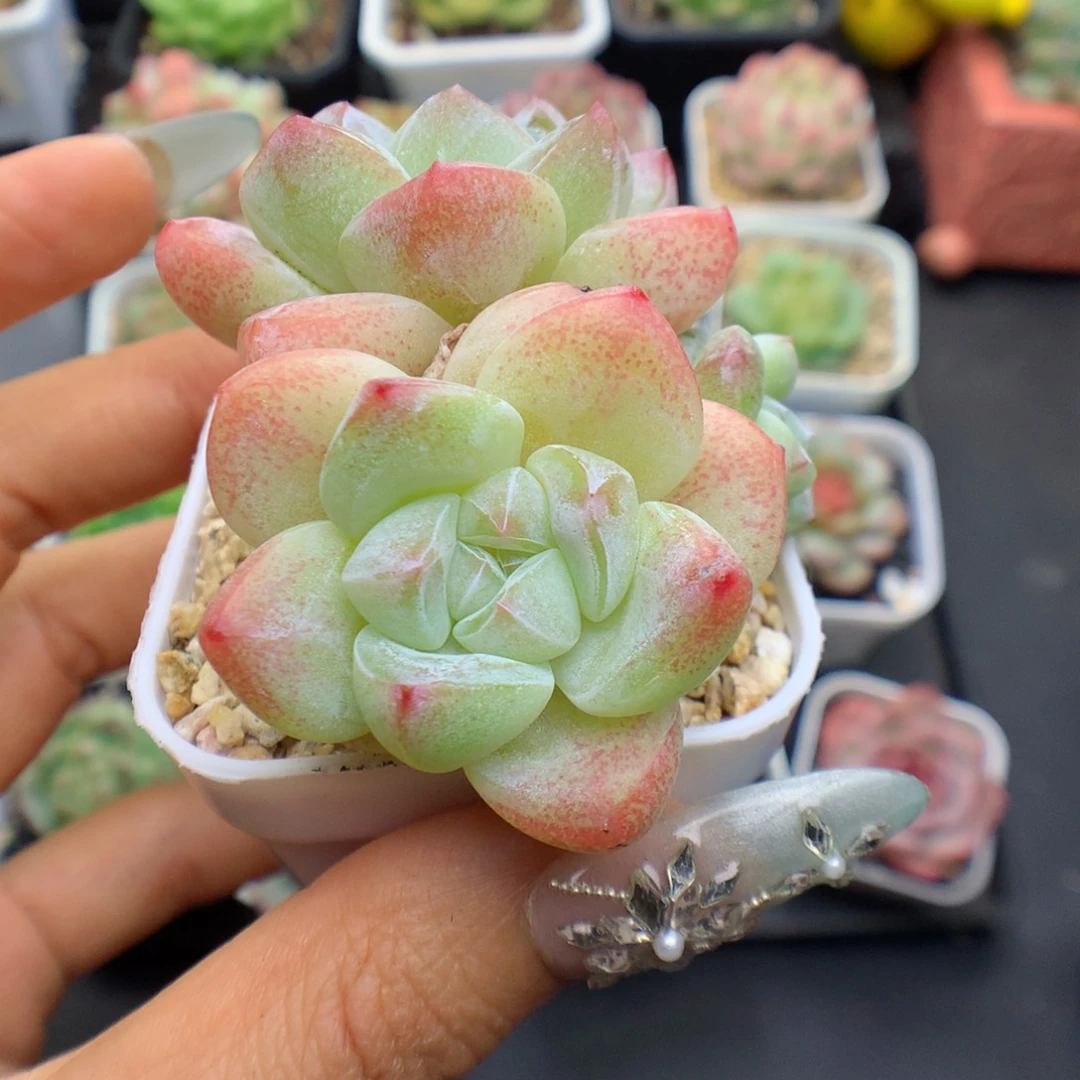 多肉植物冰玉个体34