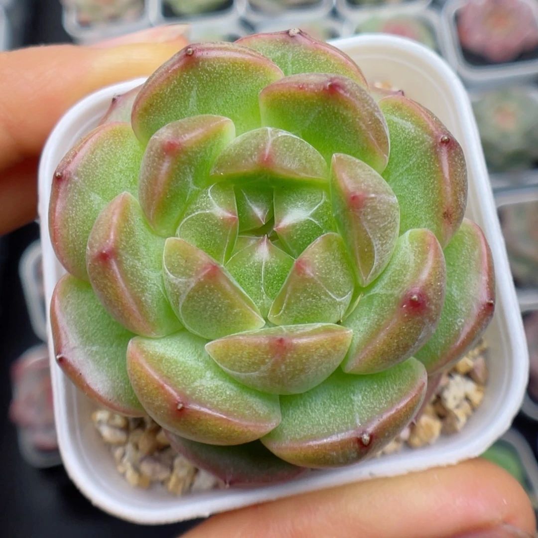 多肉植物糖心个体58
