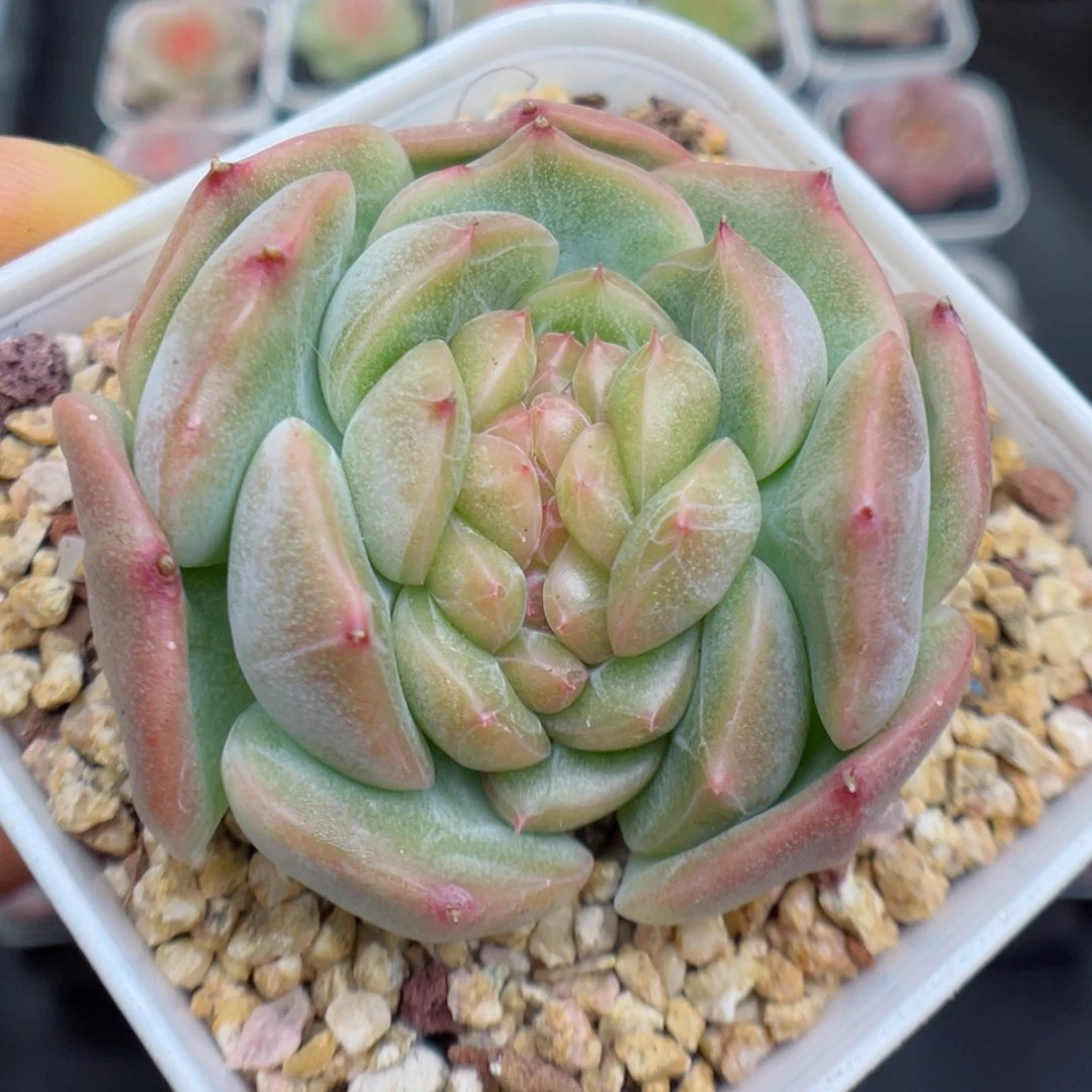 多肉植物珍妮缀化13