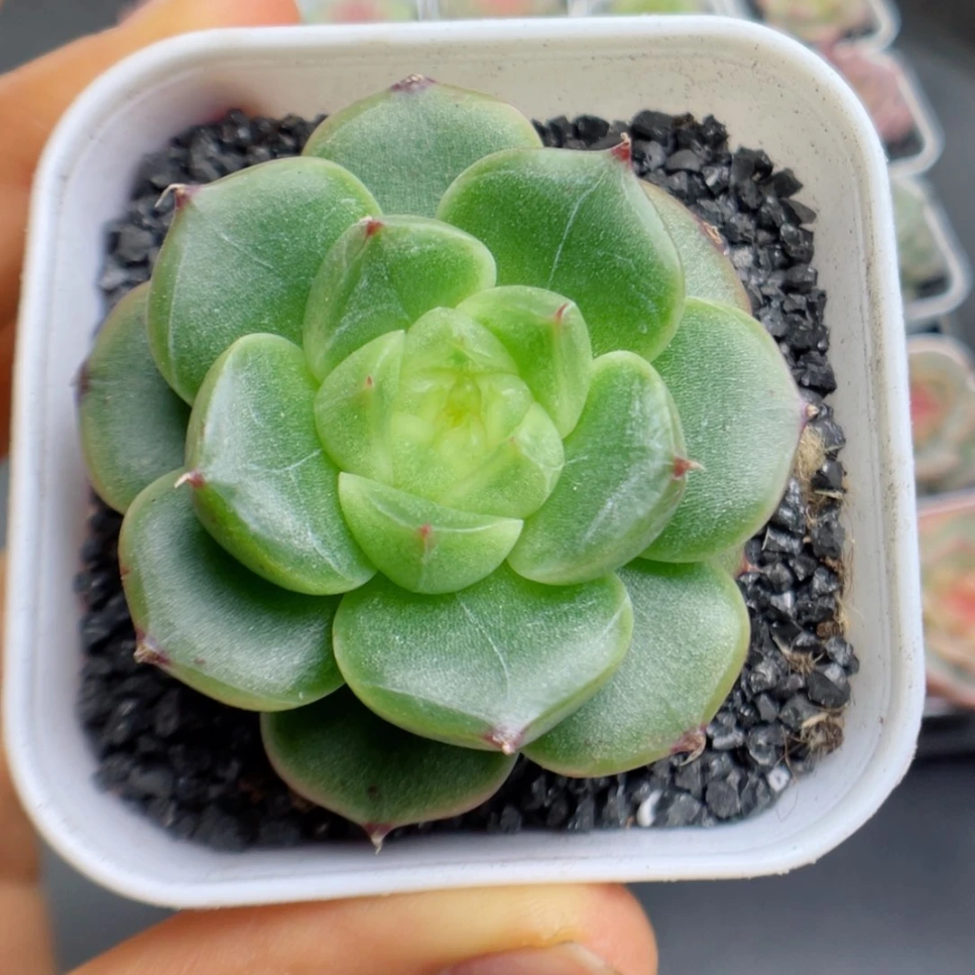 多肉植物糖心个体10