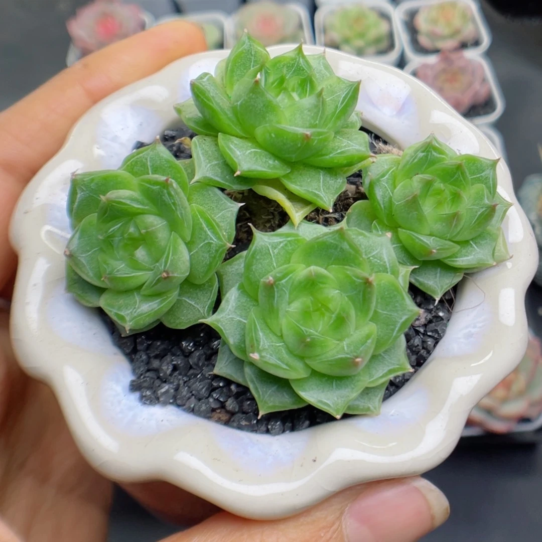 多肉植物麦杆个体60