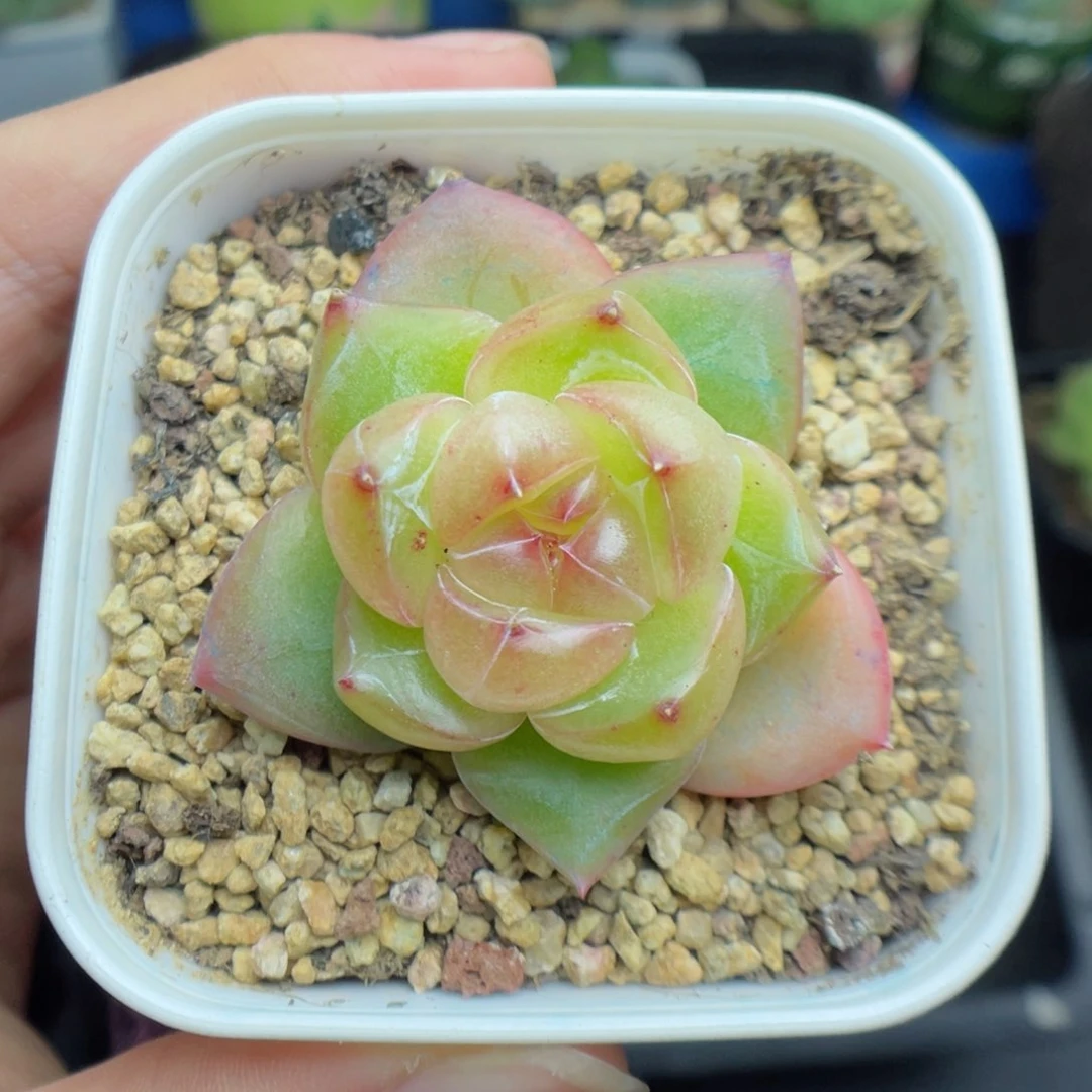 多肉植物珍妮单头32