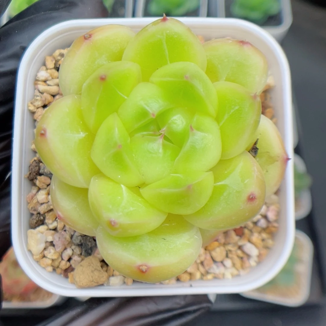 多肉植物珍妮个体17