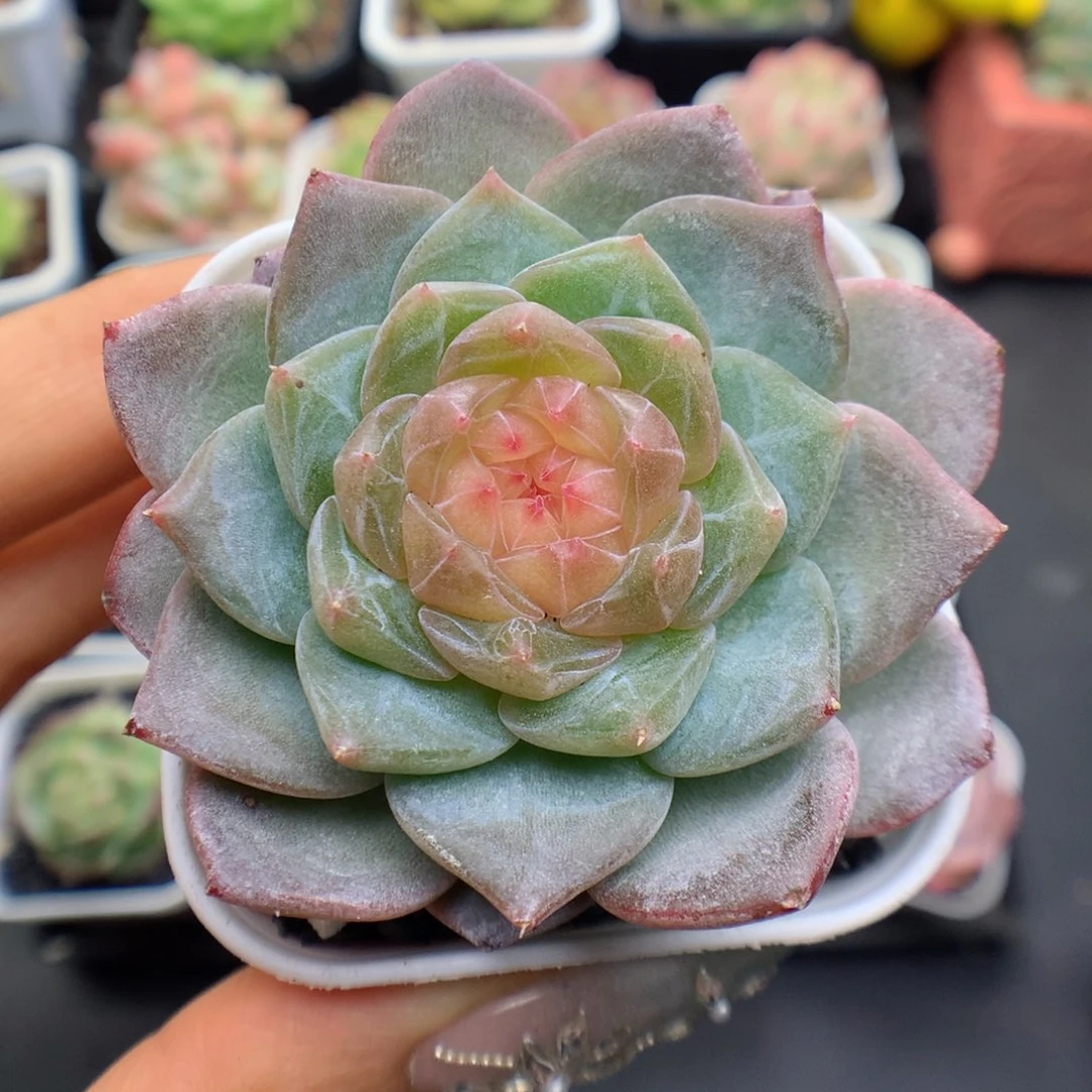 多肉植物糖心个体17