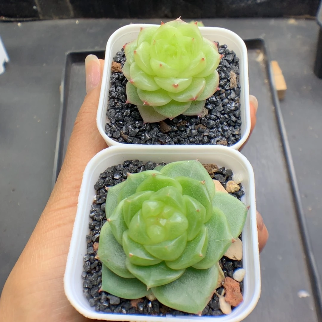 露****姐多肉植物珍妮个体