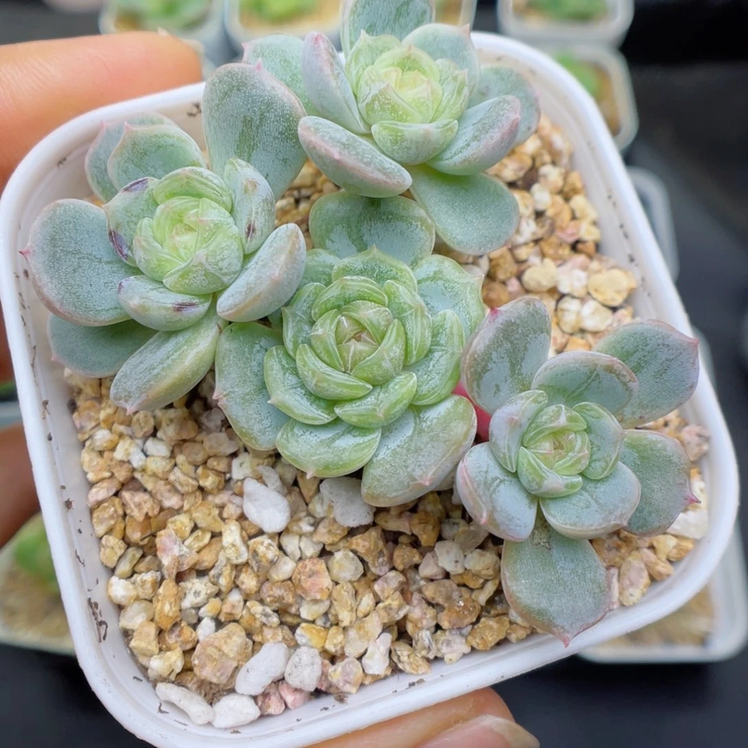 多肉植物糖心白恋81