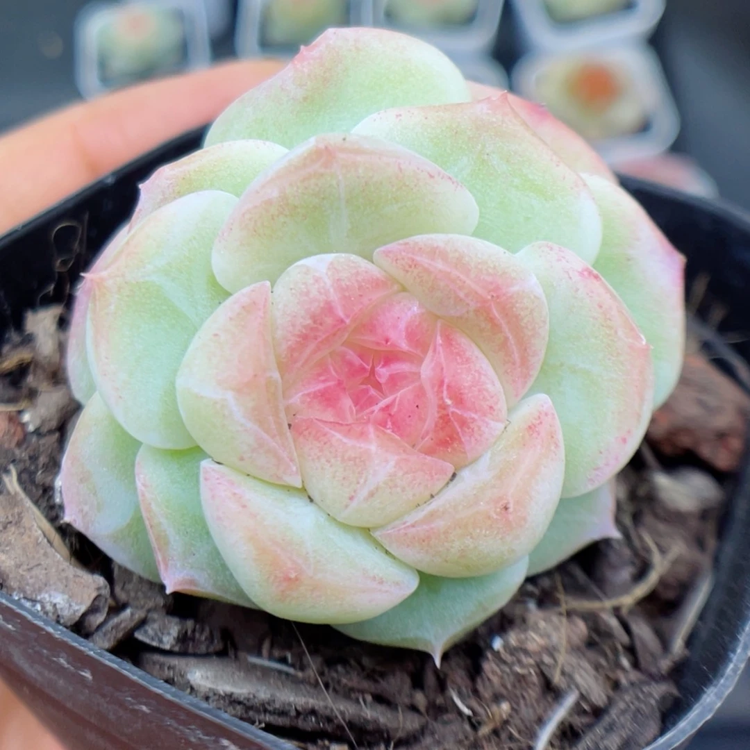 多肉植物糖心个体13