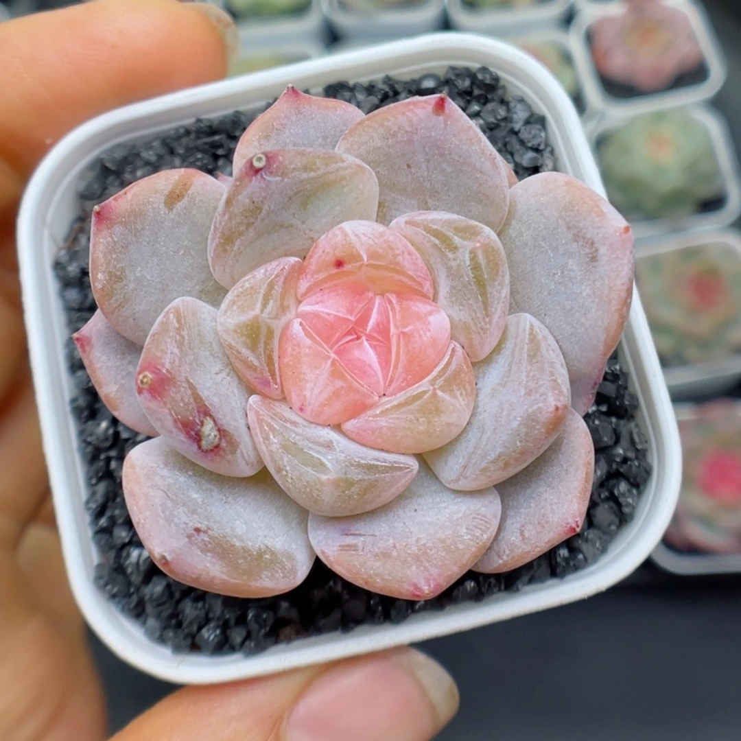 多肉植物糖心个体20