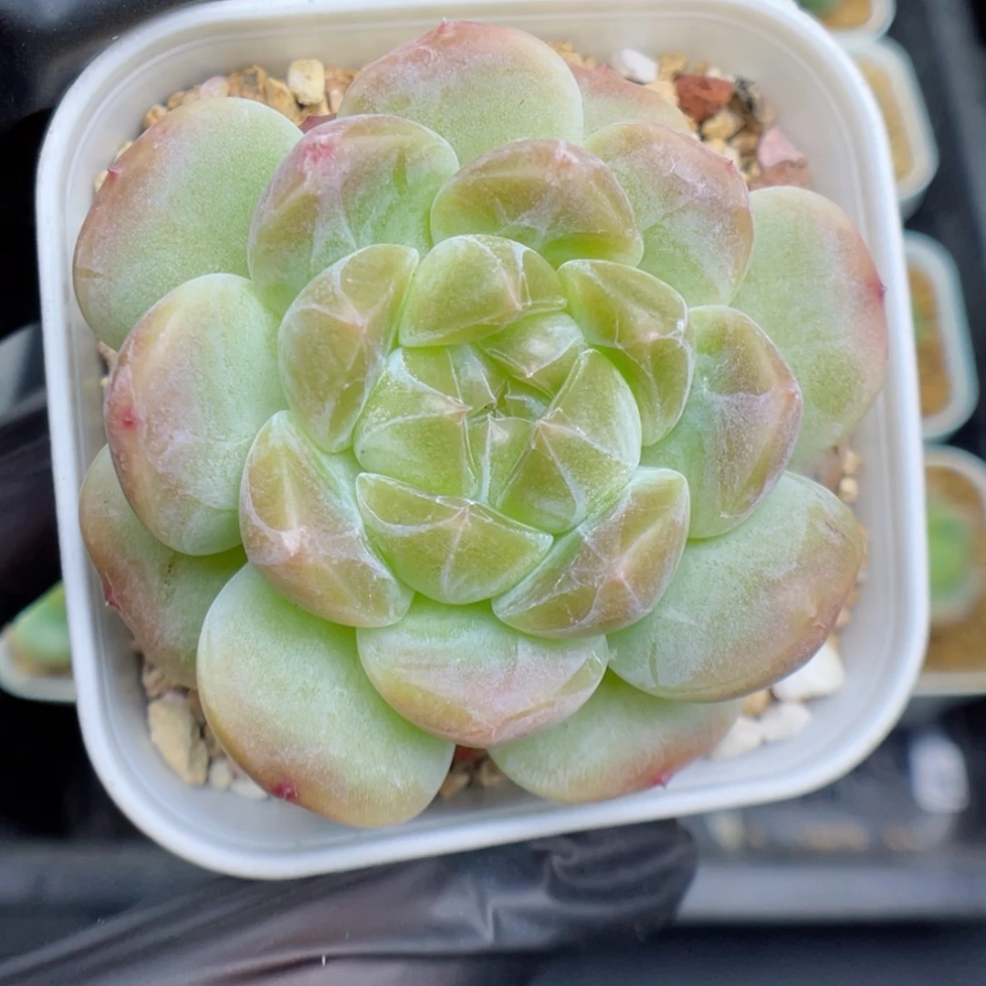 多肉植物糖心个体18