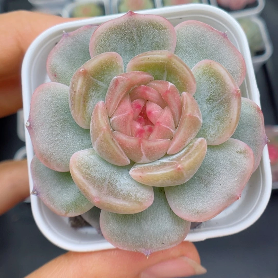 多肉植物彩色恋人9