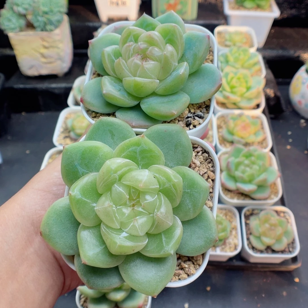 向*多肉植物珍妮系列两颗