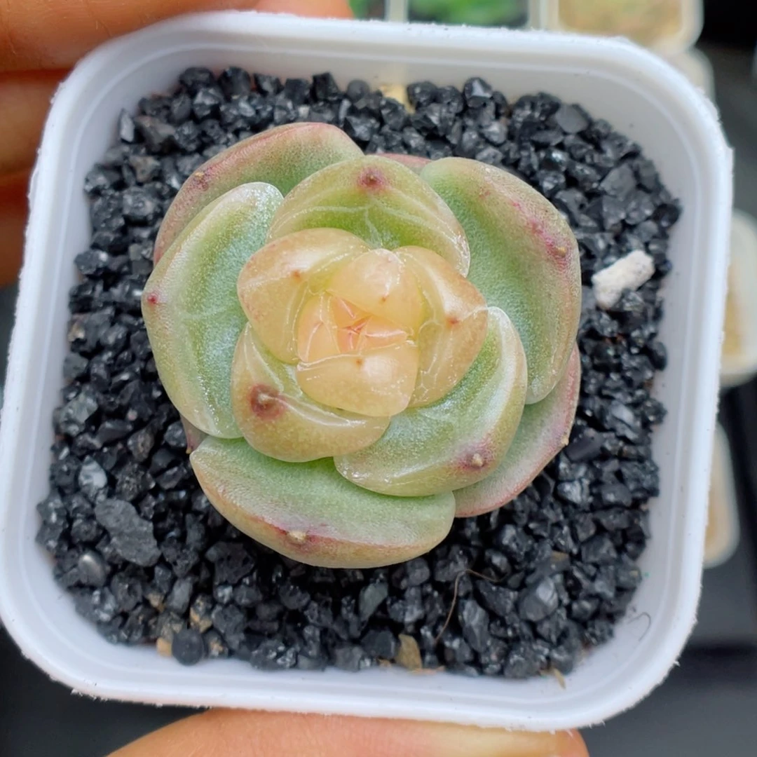 香*?多肉植物珍妮个体