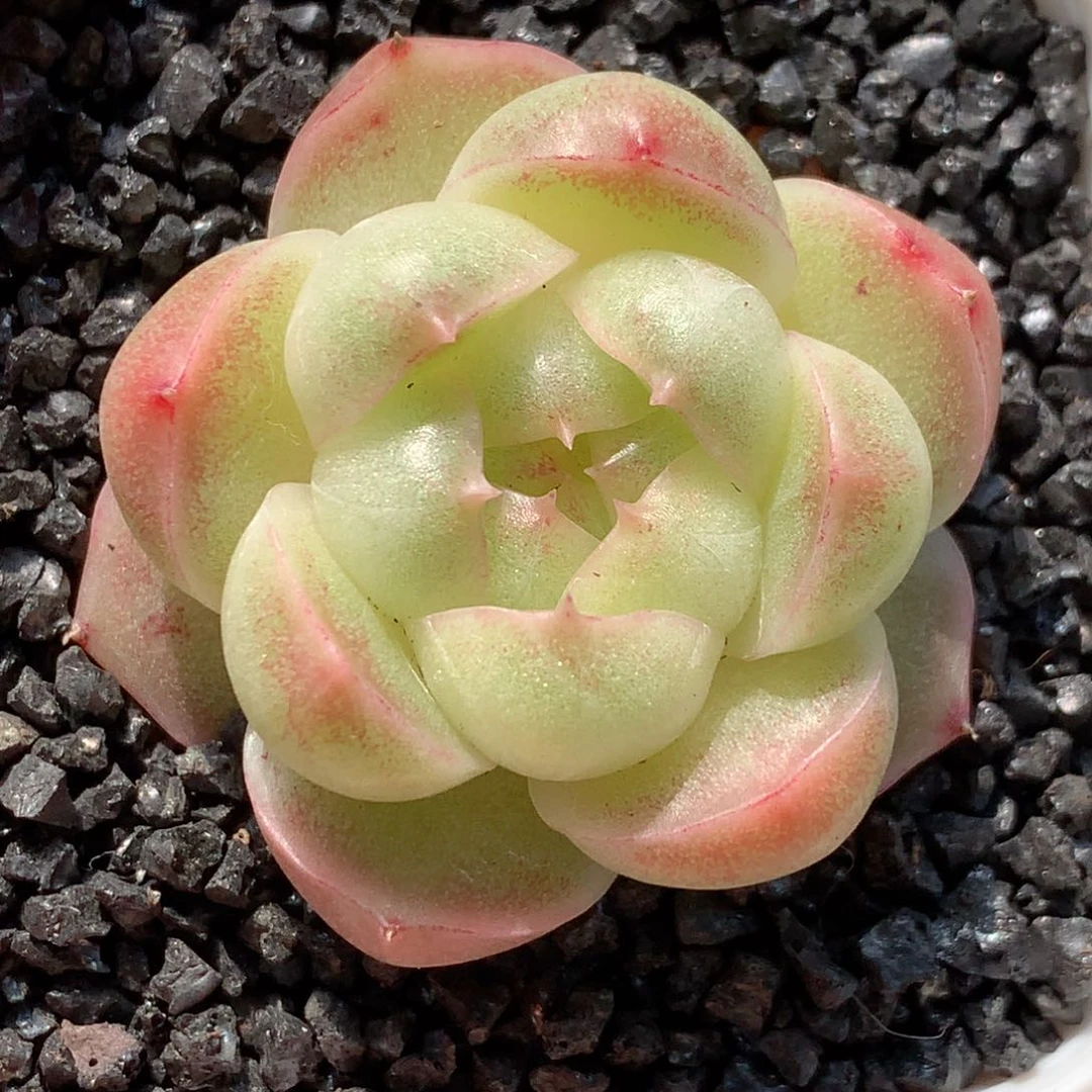 多肉植物麦秆个体44