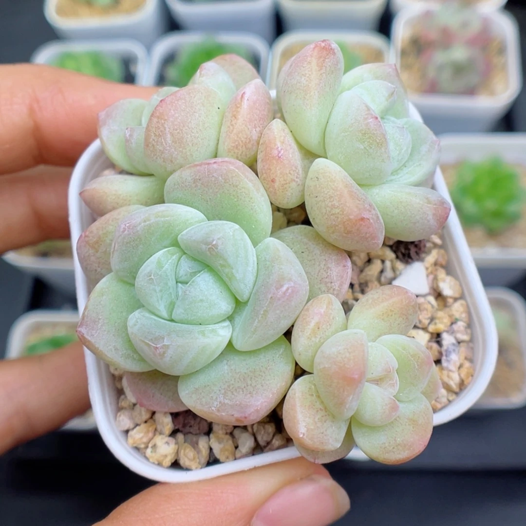 多肉植物冰玉个体25