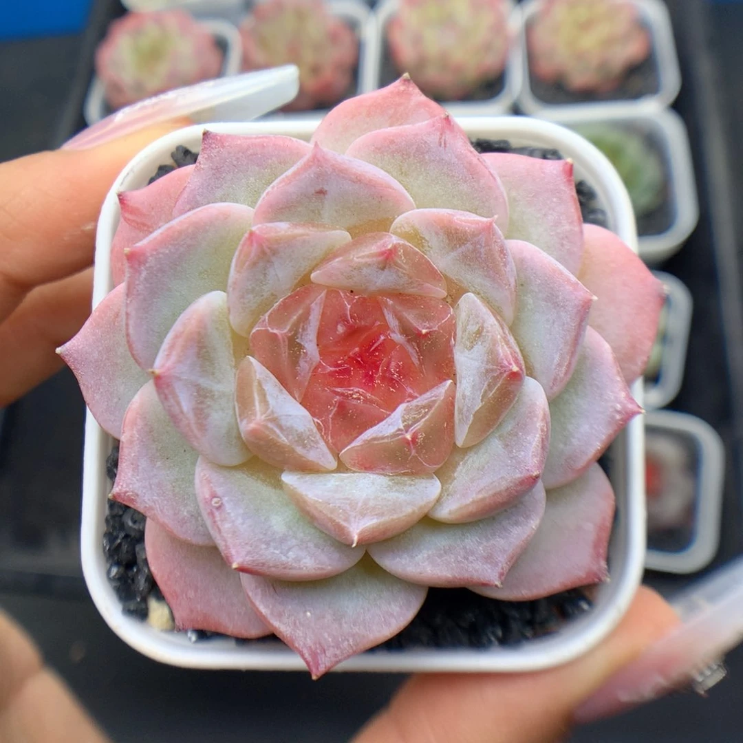 多肉植物糖心冰魄特29