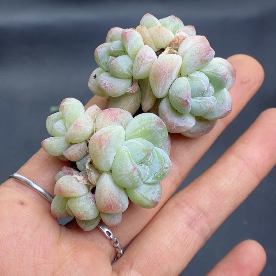 唔****子多肉植物冰玉个体