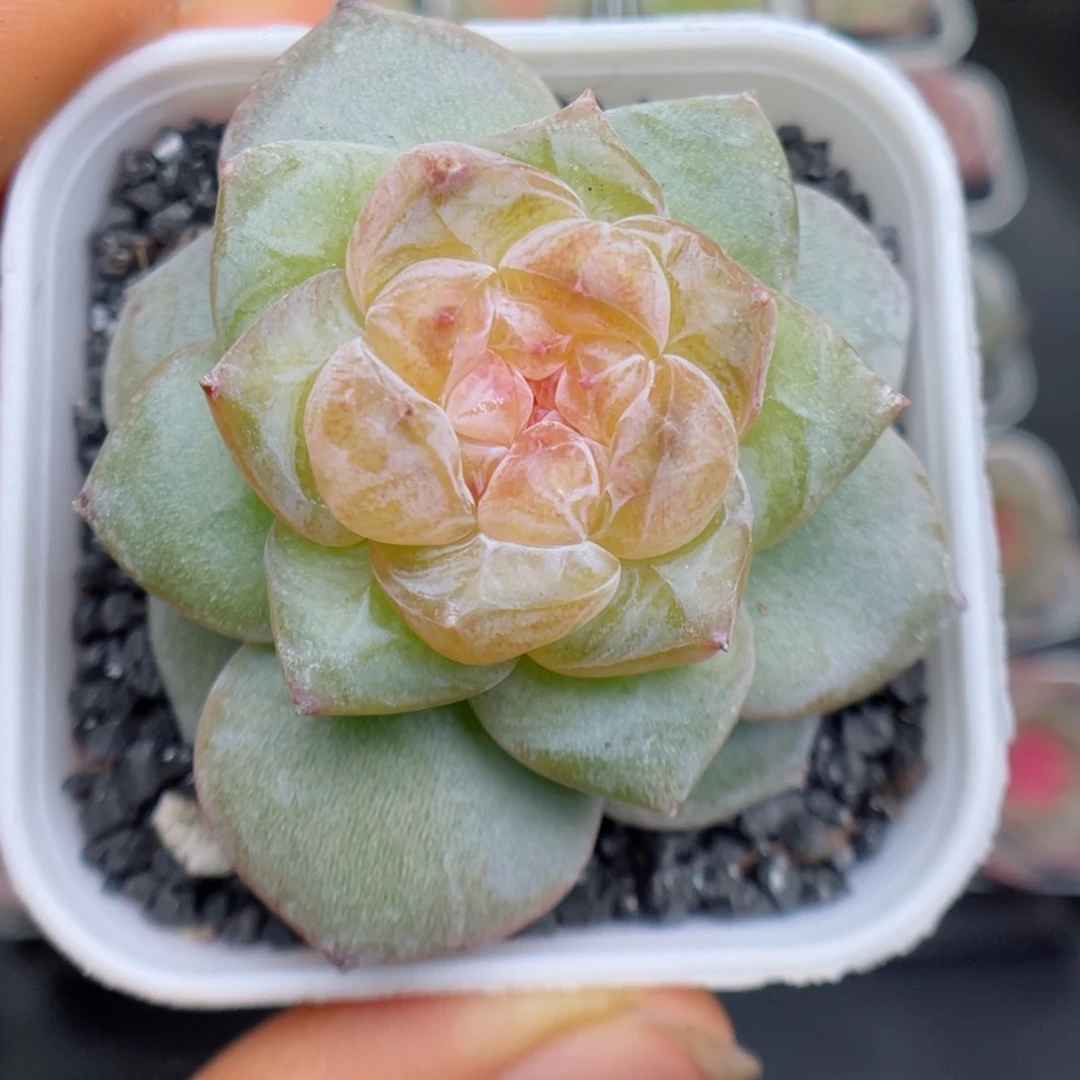 多肉植物糖心个体5