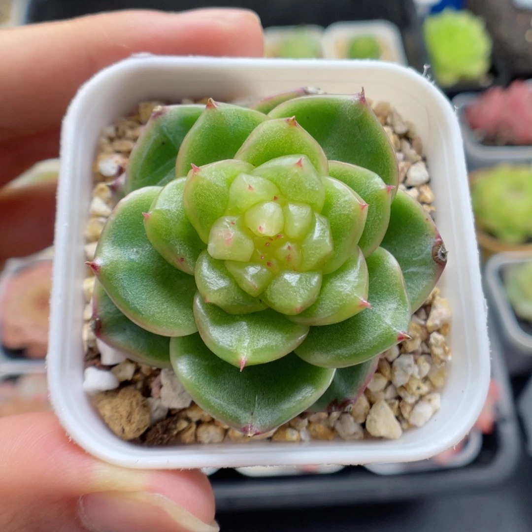 多肉植物珍妮单头5