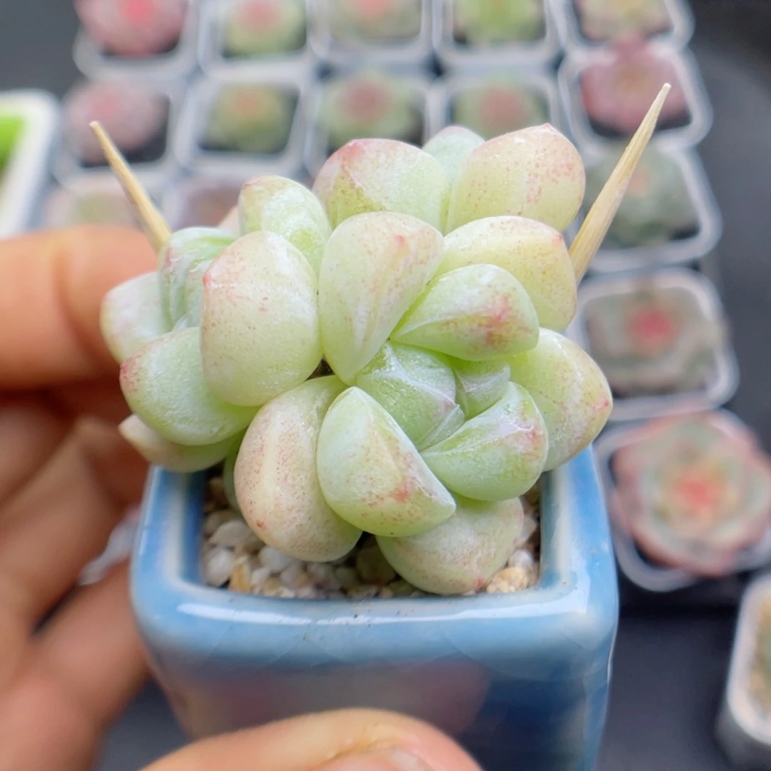 多肉植物冰玉尺寸偏小