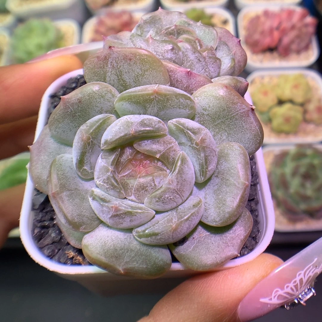 多肉植物老桩白恋28