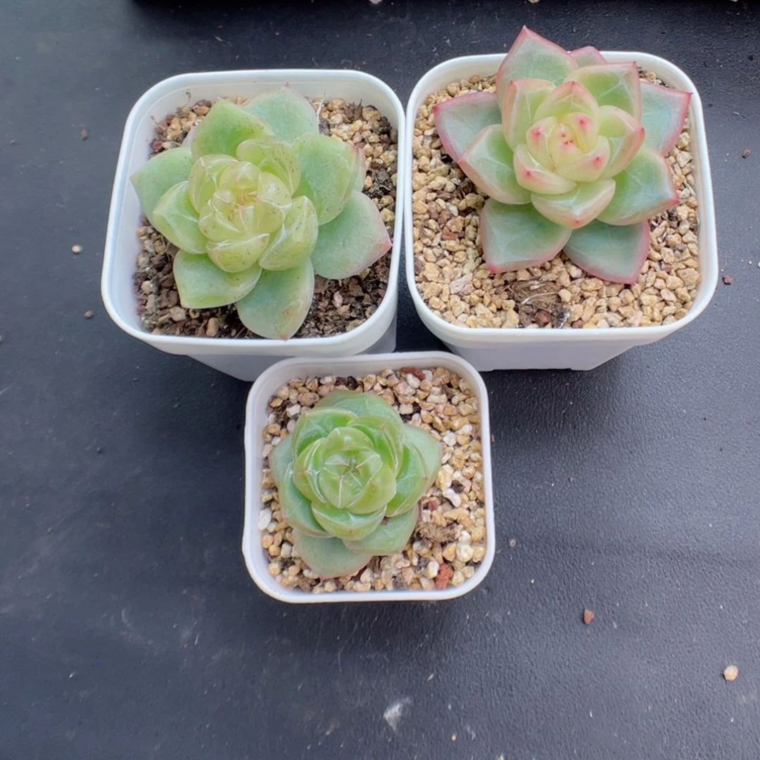 是**啊多肉植物珍妮个体