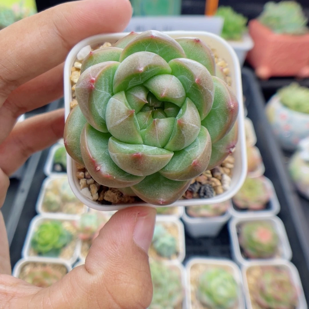 多肉植物珍妮系列31