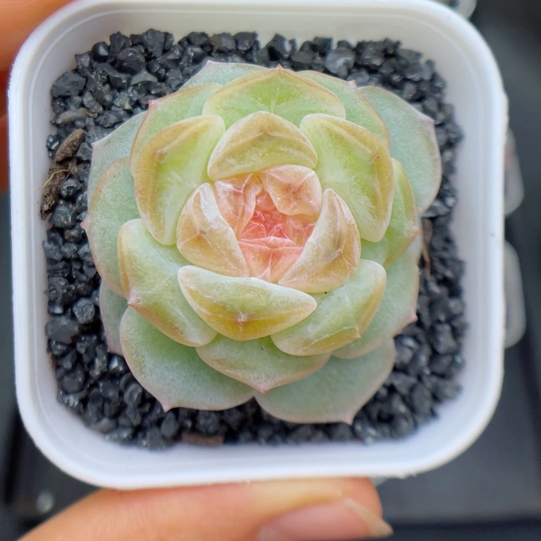 多肉植物糖心个体9