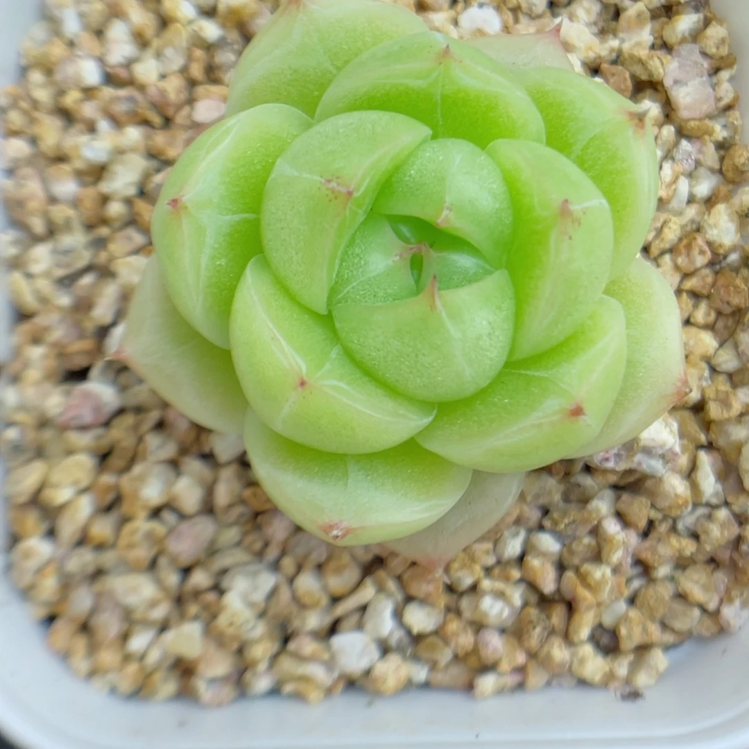 多肉植物麦杆个体1