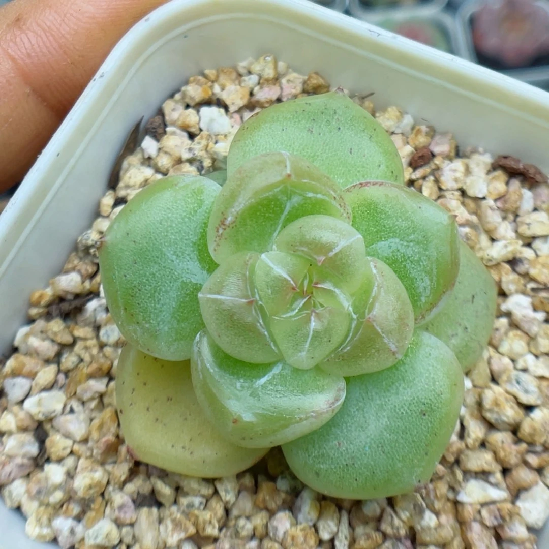 多肉植物珍妮个体54