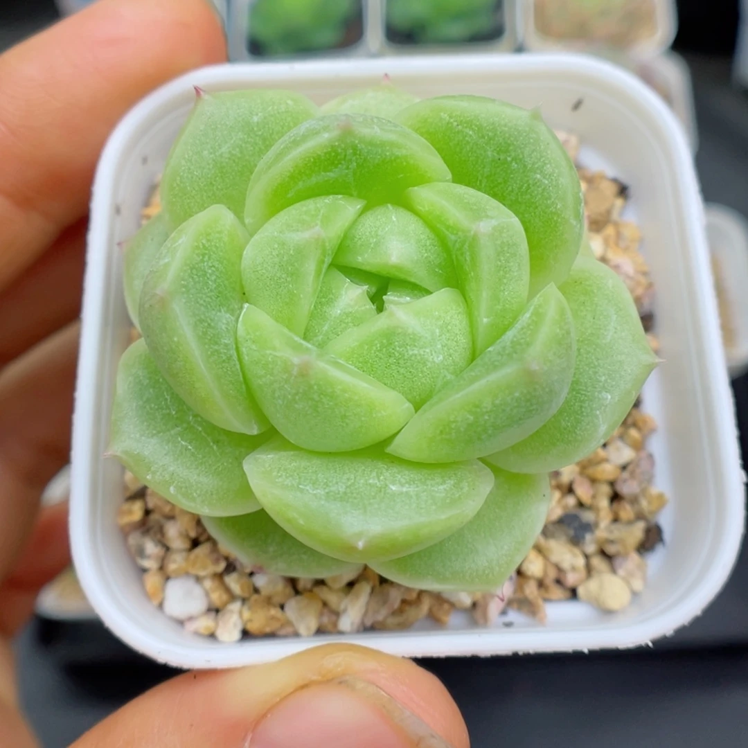 多肉植物麦杆个体16