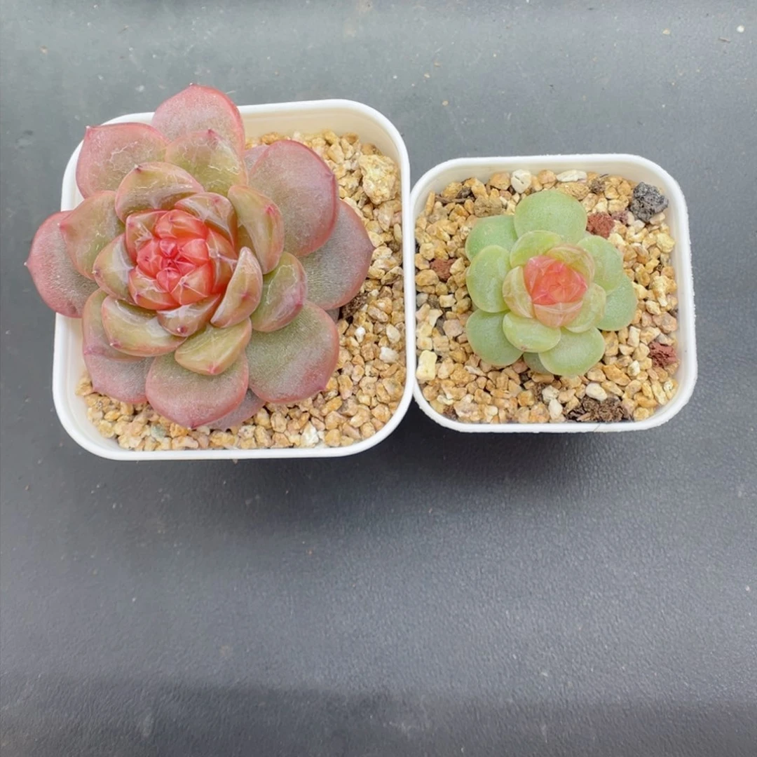 端**雪多肉植物糖心个体