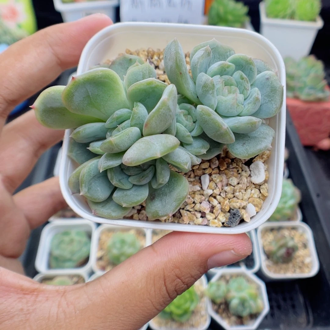 多肉植物白色恋人群45