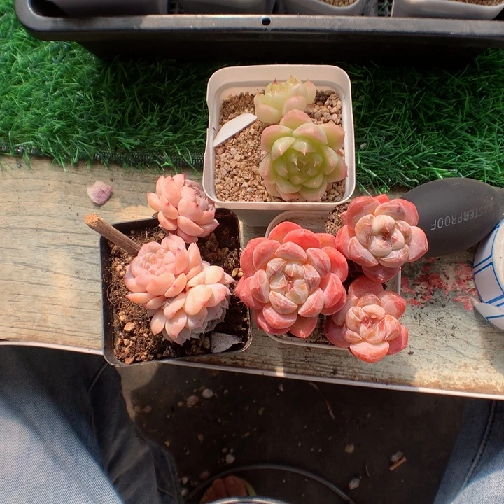 T****?多肉植物。 糖心