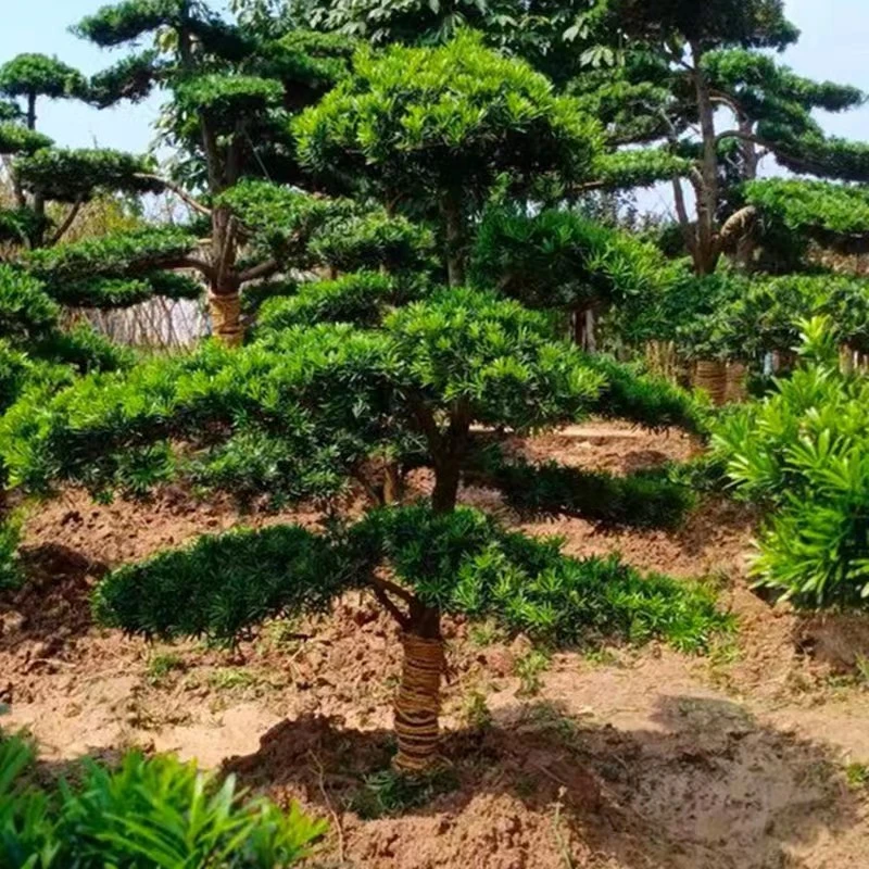 罗汉松造型盆景 规格造型品种齐全 一物一拍