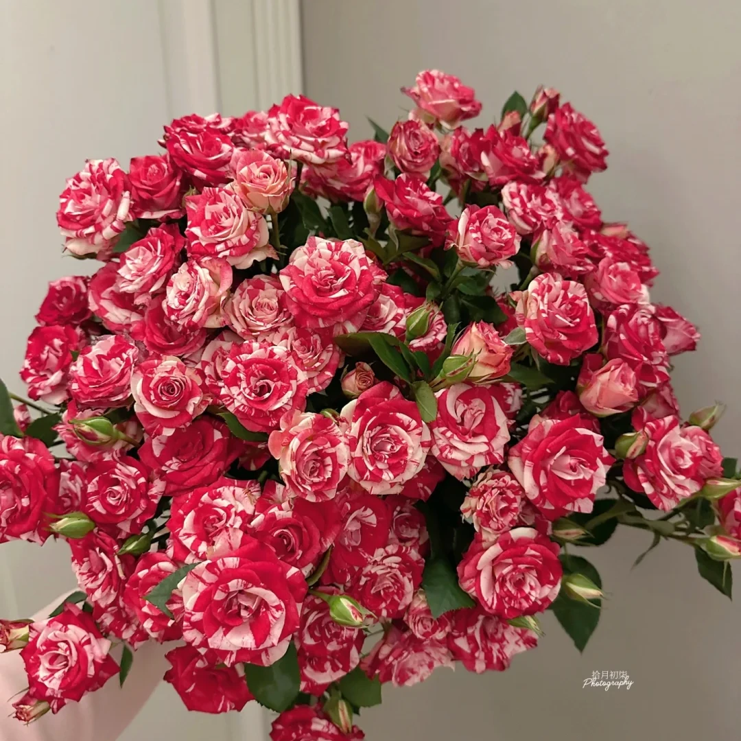 【全疆京东包邮】魔幻水晶多头泡泡玫瑰10枝