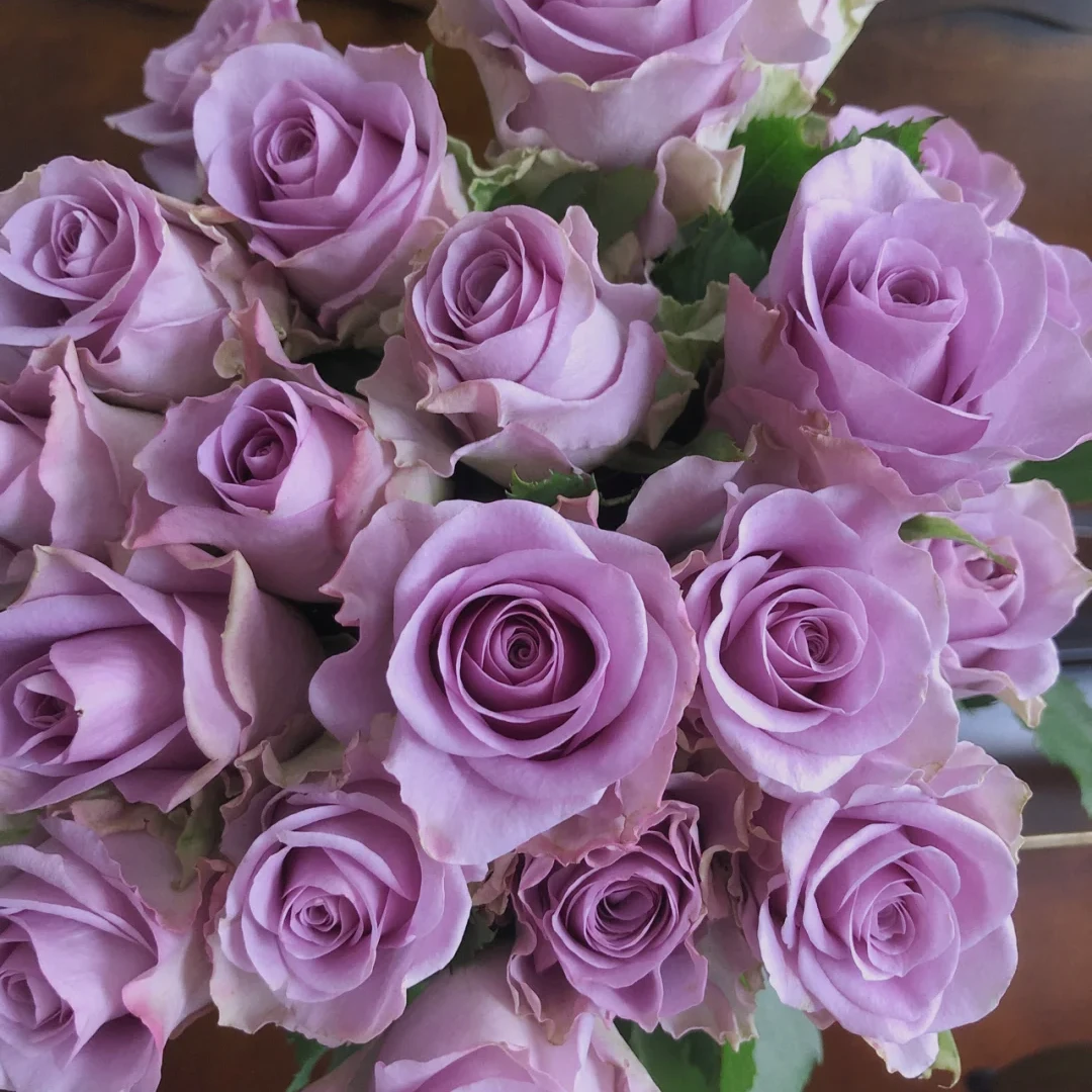 【全疆京东包邮】紫霞仙子玫瑰16枝（多给4枝售后）